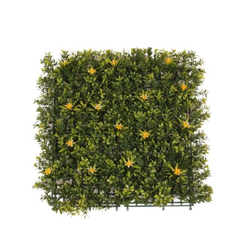 Boxwood Hedge Plant